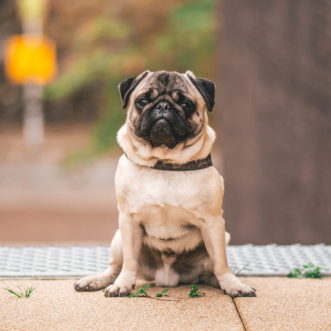 bully breed: pug