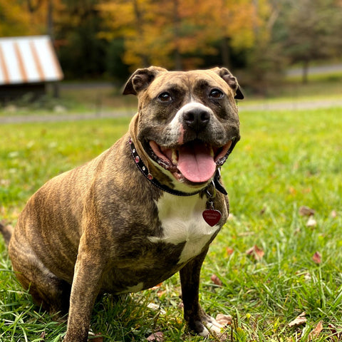 a bully breed dog - staffy