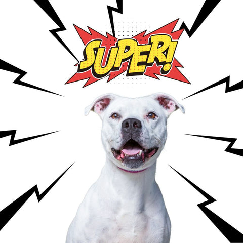 a super hero pitbull