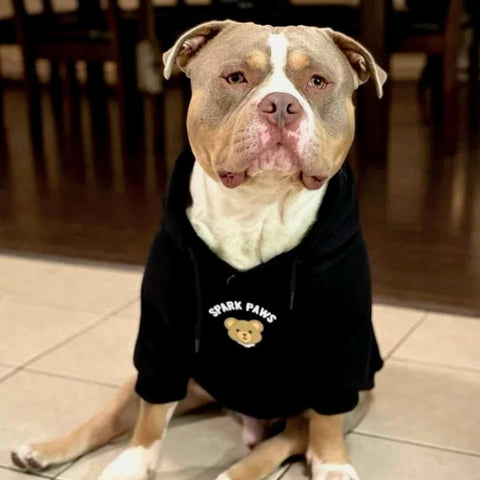 a pitbull wearing a dog hoodie