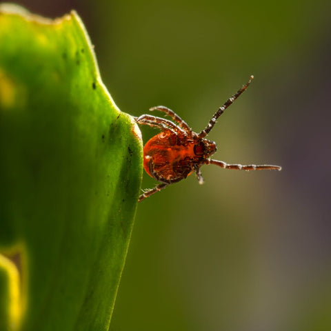 a tick on a blade of grass