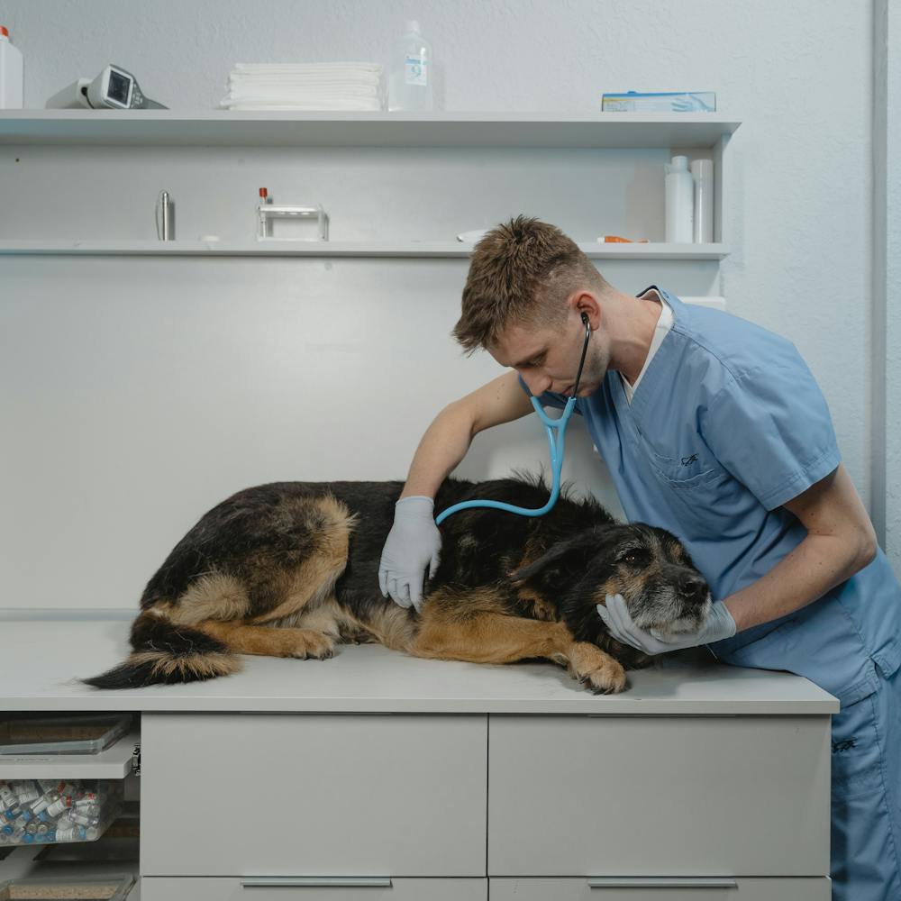 A dog being exarmine by a vet