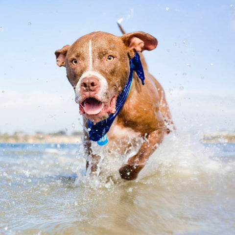 a pitbull swimming in the sea