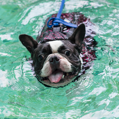 a french bulldog swimming