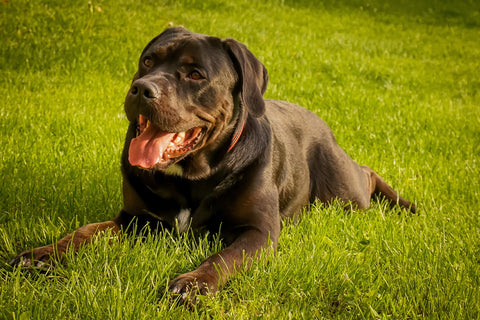 Cane Corso vs. Pitbull – Which Breed Is Right for You? – SPARK PAWS
