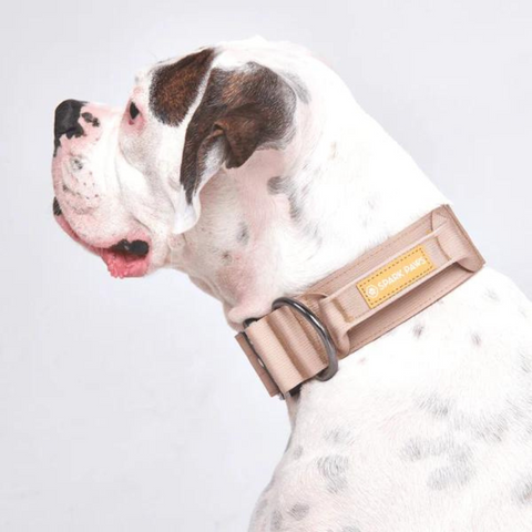 a large dog wearing a tactical collar