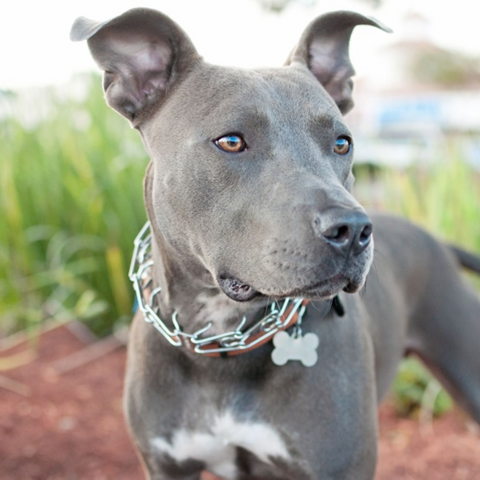 a pitbull wearing a prong collar