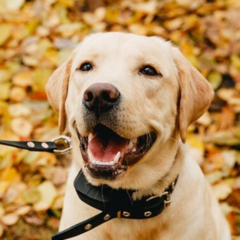 a labrador wearing a shock collar