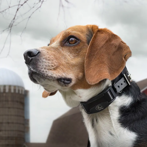 a beagle wearing a bark control collar