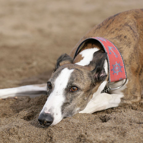 a greyhound wearing a martingdale collar