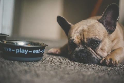 french bulldog sad