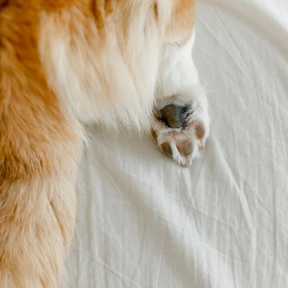 cracked paw pad