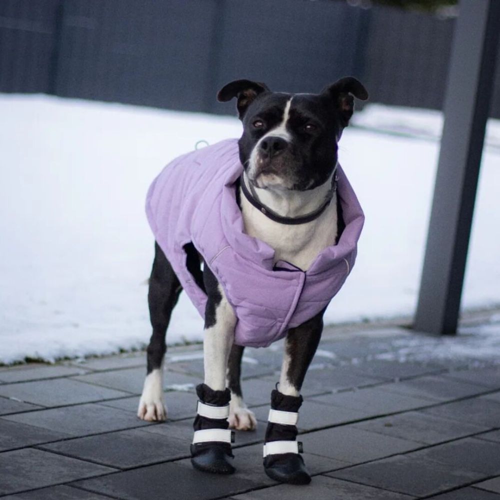 A dog wearing Sparkpaws Water Resistant Dog Boots during cold weather
