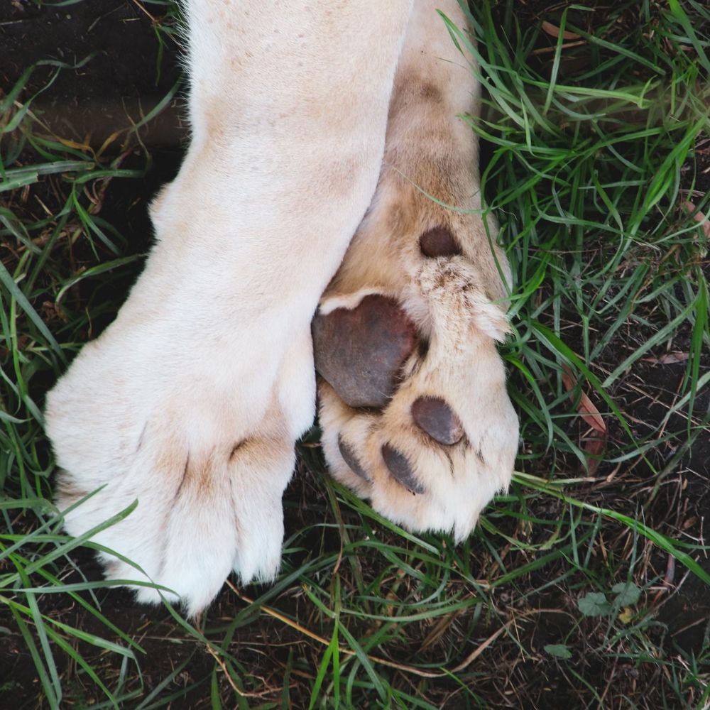 dog’s feet