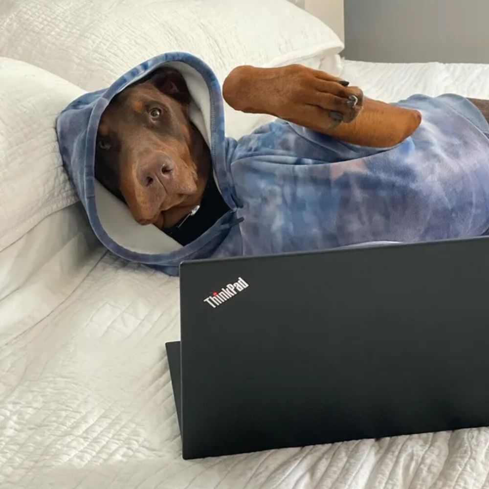 A dog lying on bed wearing Sparkpaws Velvet Dog Hoodie