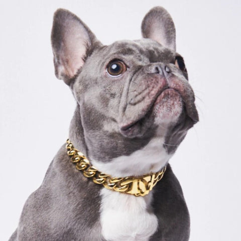 French bulldog wearing a gold chain from Sparkpaws