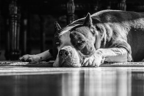 french bulldog laying down