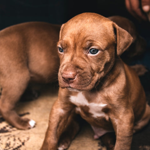 a brown pitbull puppy