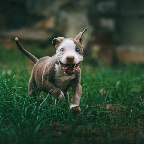 a pitbull puppy running