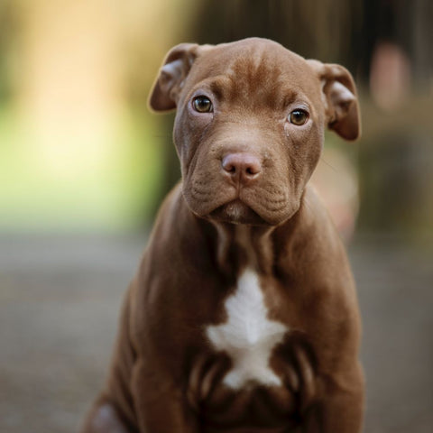 a brown pitbull puppy