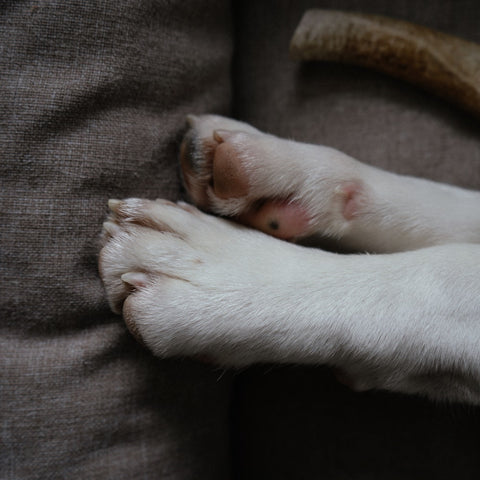 a dogs paws