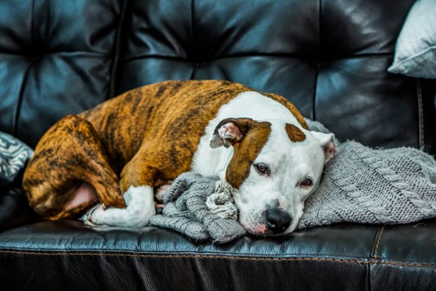 a pitbull sleeping on the couch