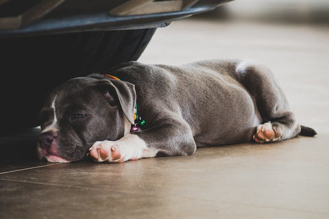 a pitbull having a nap