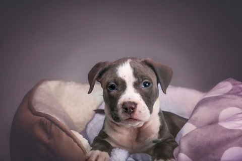 a pibull puppy