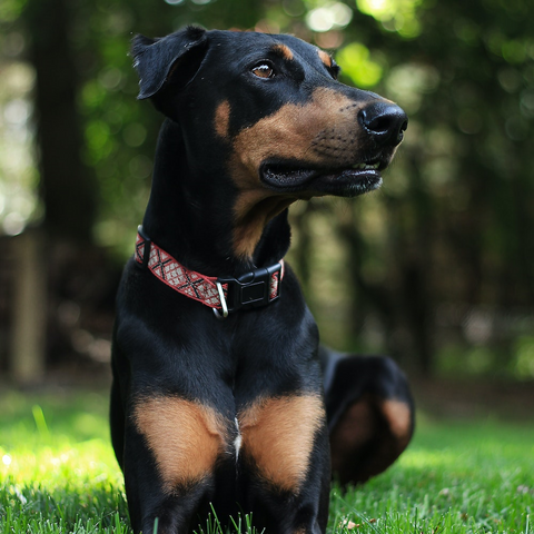 a doberman sitting in a grass field