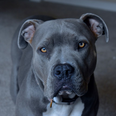 a beautiful grey pitbull