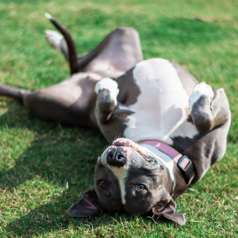 a pitbull rolling on the grass