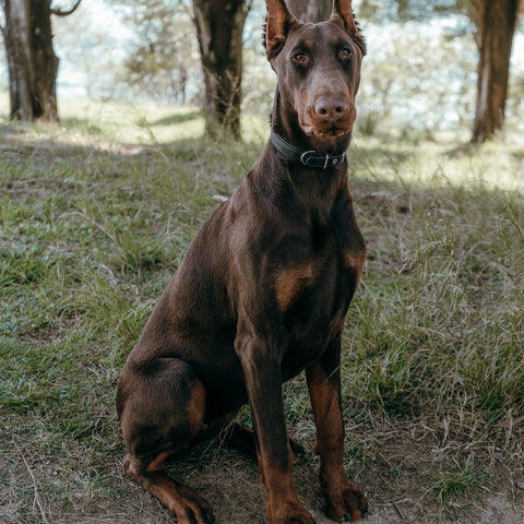 a friendly doberman