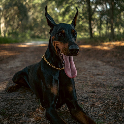 a doberman sitting calmly in a park