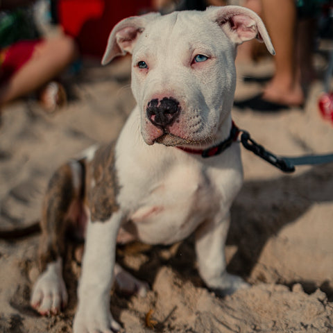 a pitbull puppy on the beach