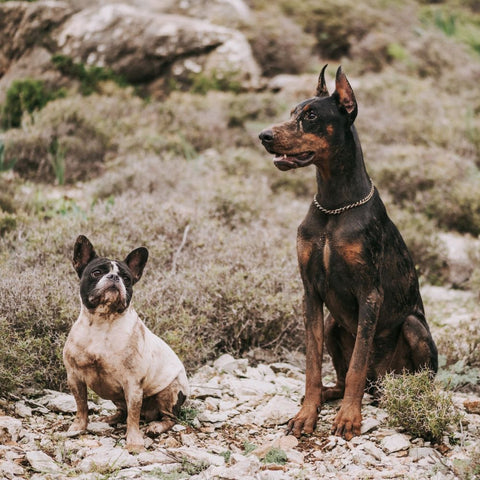 a doberman with a french bulldog