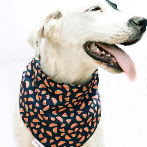 A dog bandana