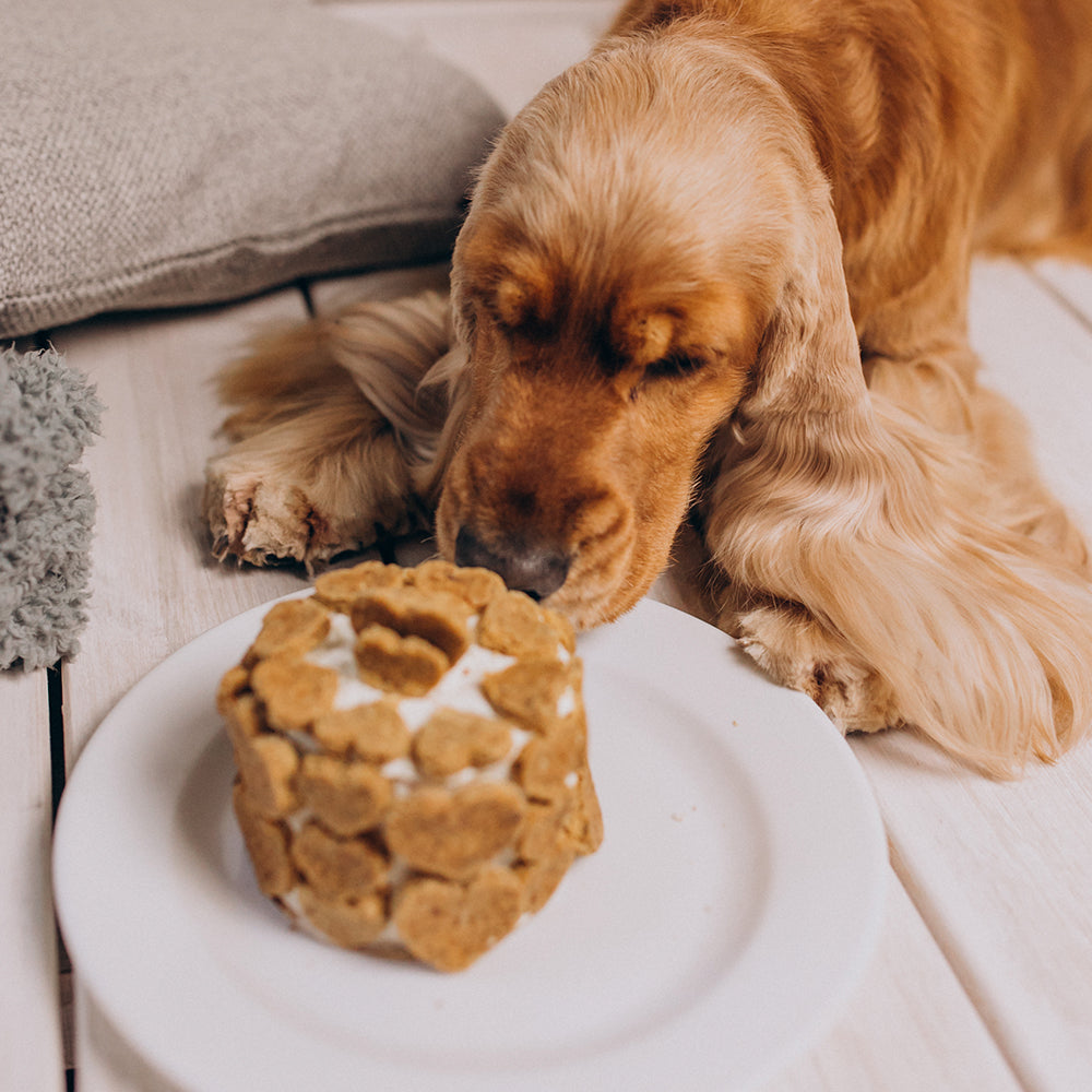 Dog enjoying birthday cake