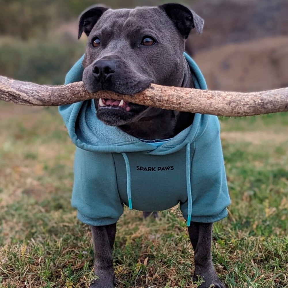 Dog in hoodie with stick in its mouth