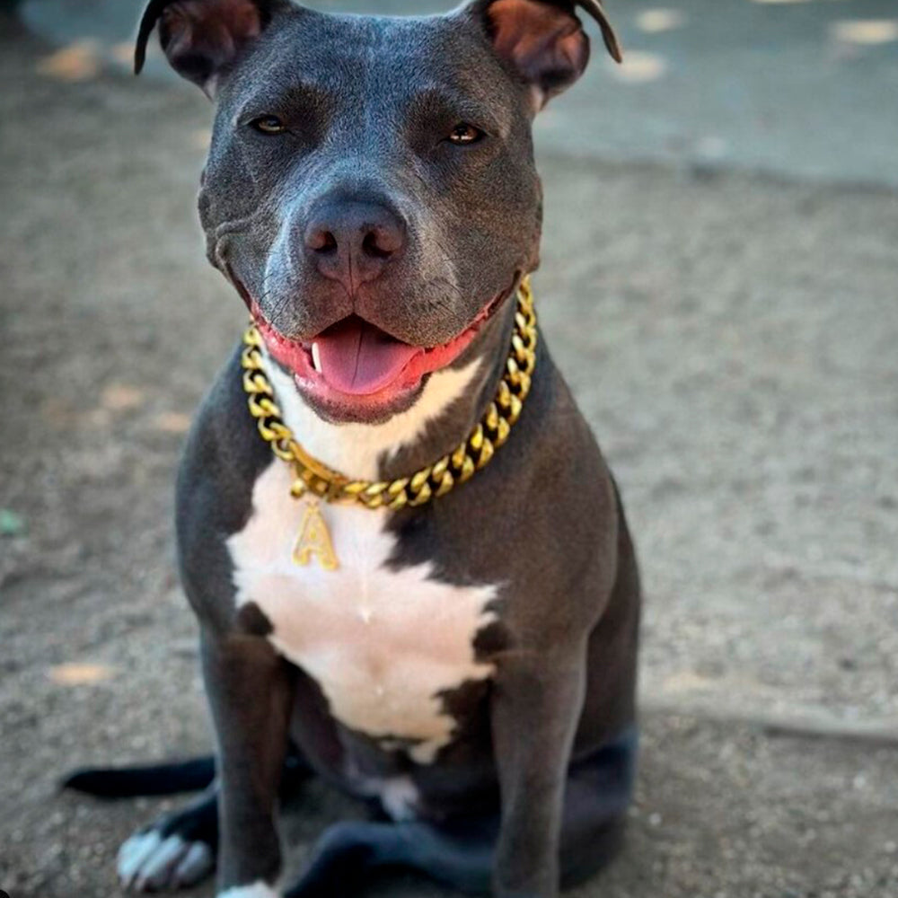 Dog wearing a chain from Sparkpaws