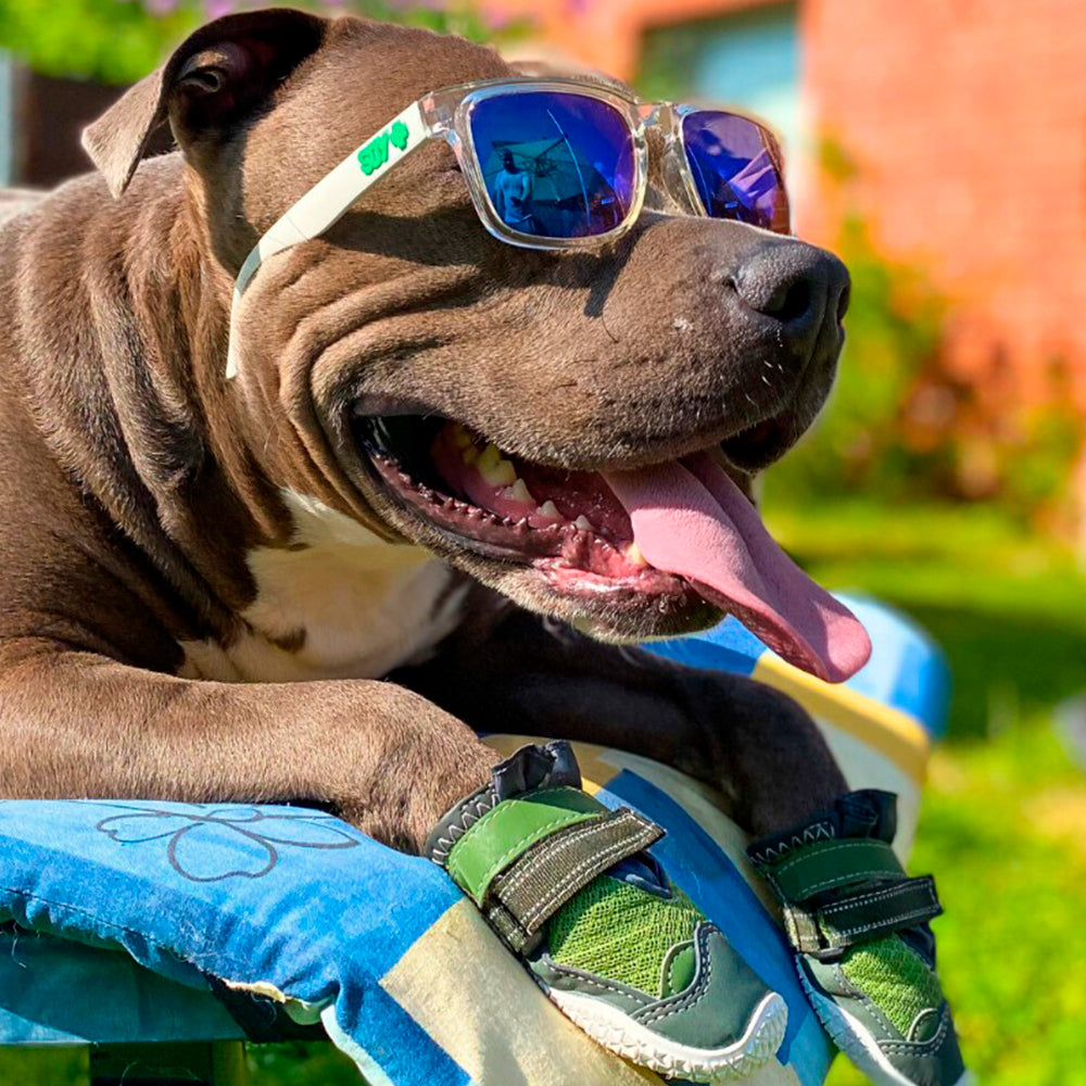 A dog wearing Sparkpaw's shoes and sun glasses
