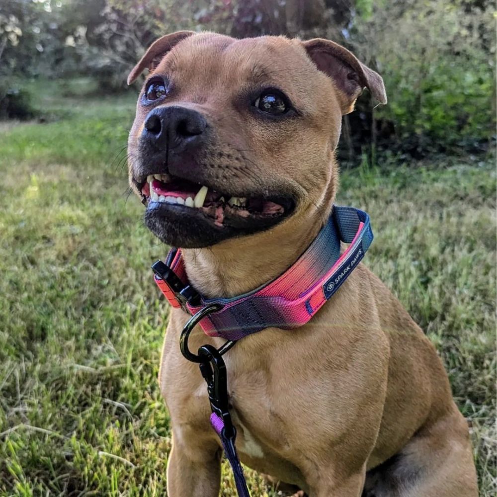 A dog sitting on a grass wearing Sparkpaws Comfort Control Collar