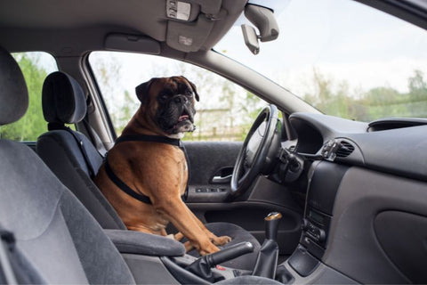 a boxer behind a cars steering wheel
