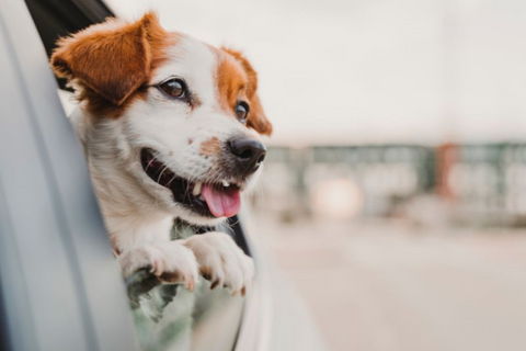 a happy dog looking out the car window