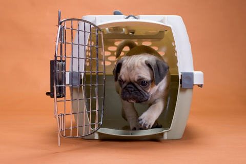 a puppy in a dog crate 