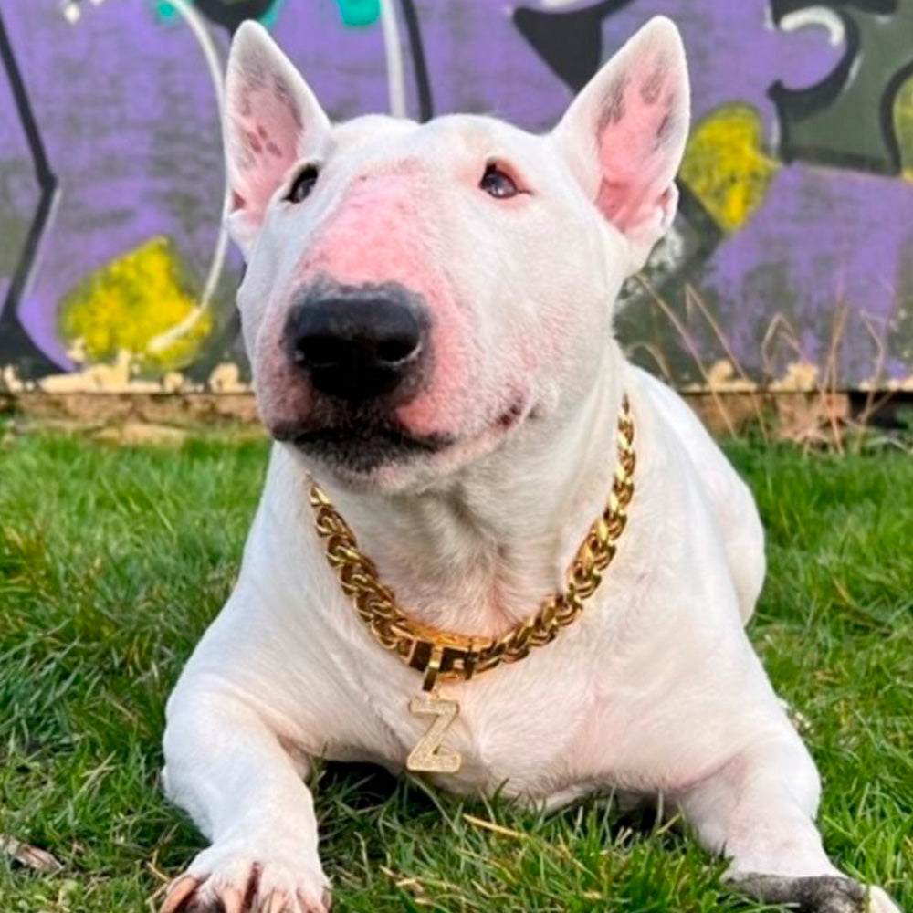A bull terrier wearing a gold chain collar
