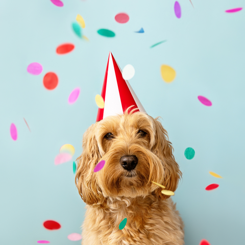 a dog wearing a party hat