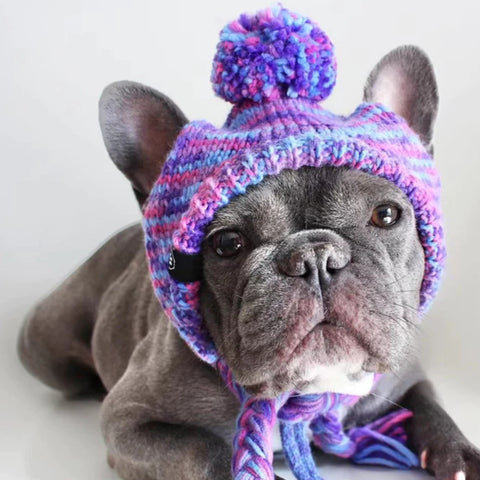 A french bulldog with a woolly beanie