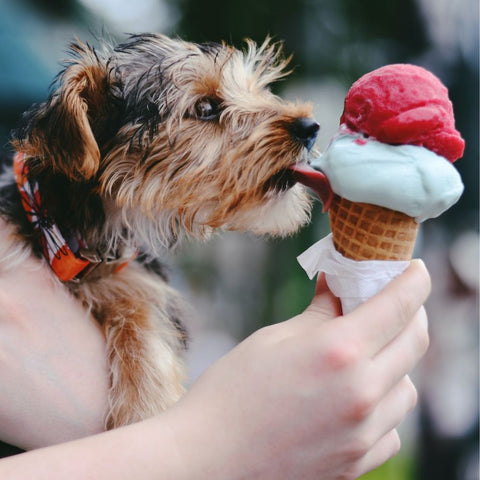 a dog licking ice cream