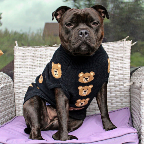 A dog wearing a teddy vest