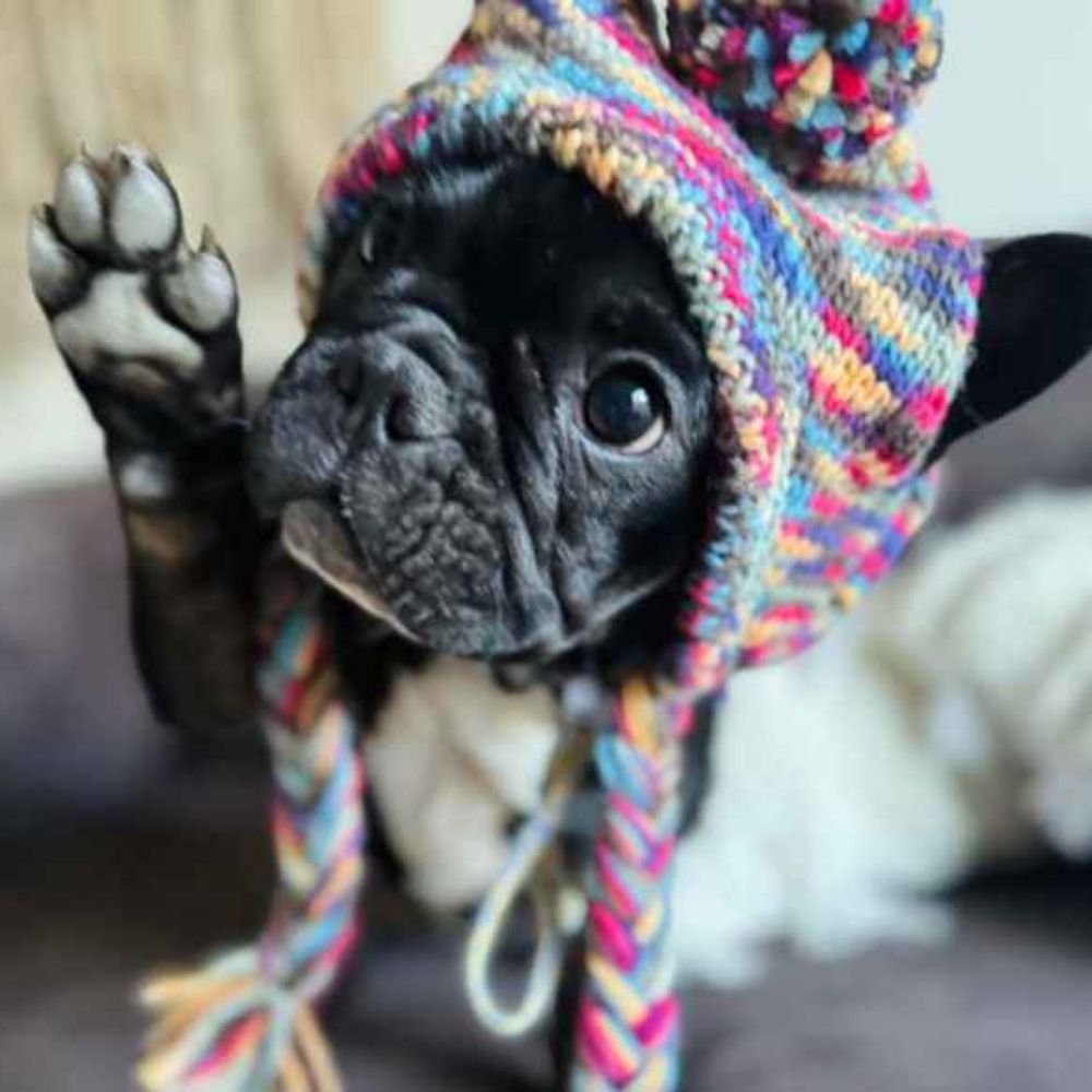 Dog with knit hat